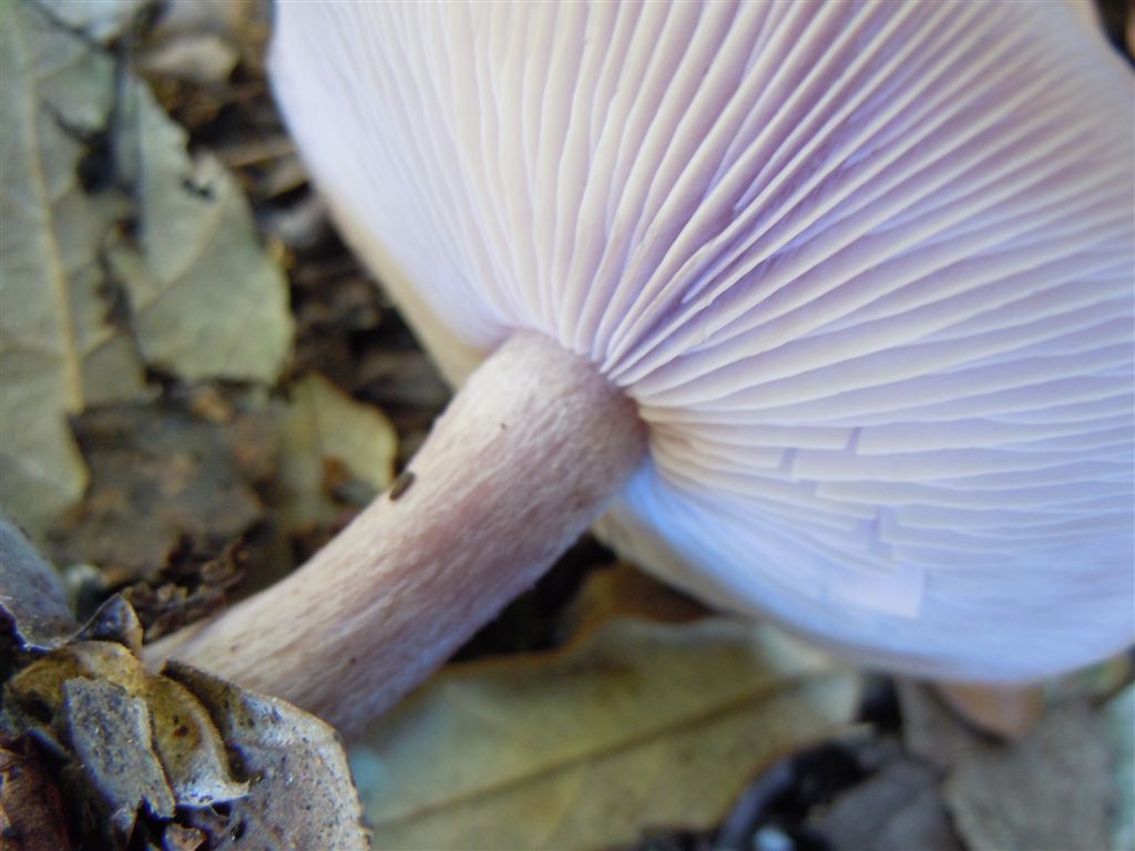 Funghi da Capodimonte